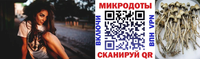 Галлюциногенные грибы Psilocybe  Купить закладки  Ахтырский 